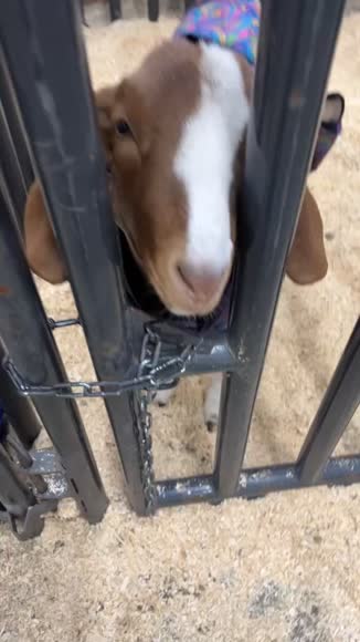Video review of Clips Animals  by 678bae05b72aaaed58214100