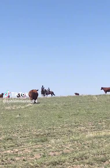 Video review of Clips Animals  by xrn9vh9nb9