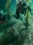 Video review of Clips Animals  by 678c85159deaea5364830f70