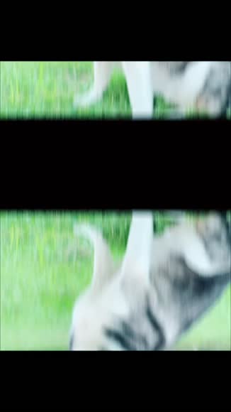 Video review of  Animals  by 678260980610370abd406d08