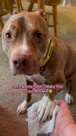 Video review of  Dog Grooming Wipes Unscented  by 6795112d54eb1d6926ec19c0