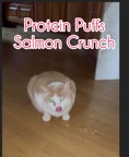 Video review of Red Barn Protein Puffs Salmon Crunchy Cat Treats  by 67657fcd55eea9ebbb177bb8
