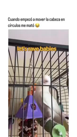 Video review of  Animals  by 678530ddcd842bf248c346af