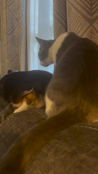 Video review of Clips Animals  by 678d946fedcec754c82fac79
