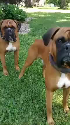 Video review of  Pets & Animals  by 678171961388862194a574a2