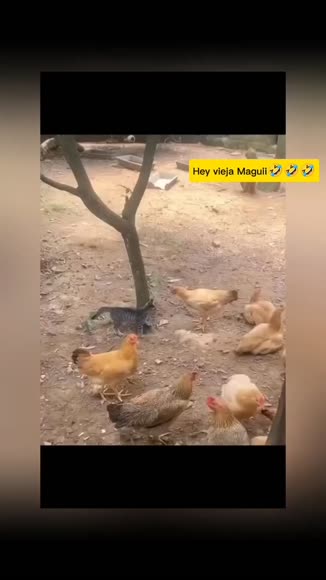 Video review of  Animals  by 67844e8729dc91cb764bb41c
