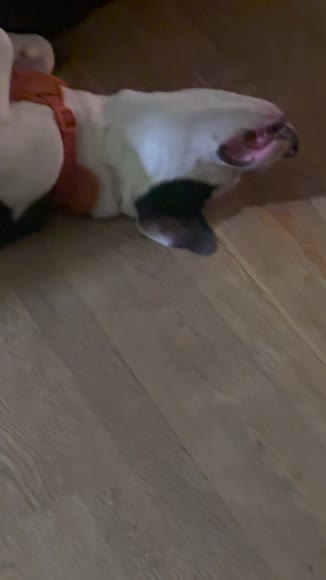 Video review of Clips Animals  by 6785820d8fc8bb5e843e508c