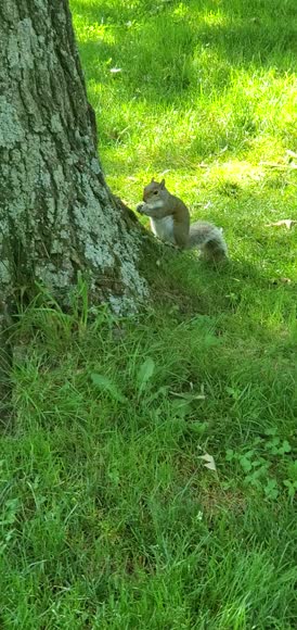 Video review of  Animals  by 67852a8ce8b608dd143b9952