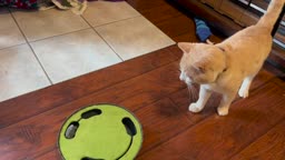 Video review of P.L.A.Y. Peek-a-Boo Mouse Interactive Cat Toy  by 67770b54c6ddd090d4dbdce8