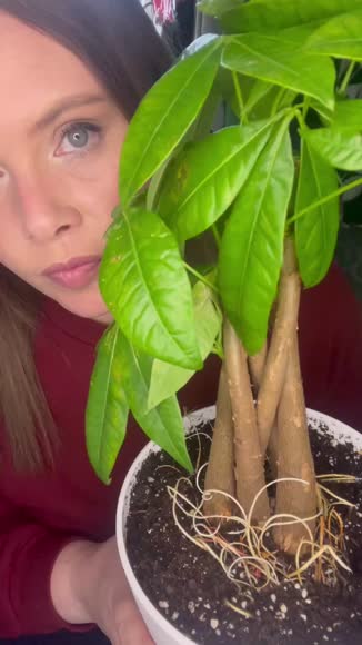 Video review of Verta Money Tree 'Guiana Chestnut' Pachira Braid  by thisisamanda