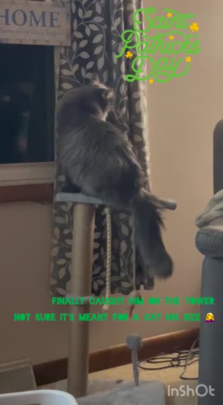 Video review of Leo's Paw Interactive Cat Tree & Scratching Post  by 67899c791f747e2d7dbed914