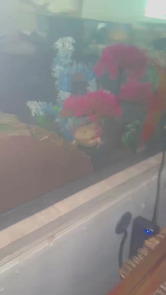 Video review of Clips Animals  by 6796ada6194f53ab5be1369f