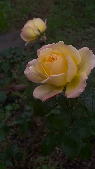 Video review of  Home & Garden  by 67943bec6db99c258b4bfd81