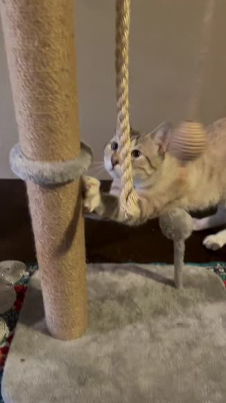 Video review of Leo's Paw Interactive Cat Tree & Scratching Post  by 678acb9b2ae2d21a33b8e05c