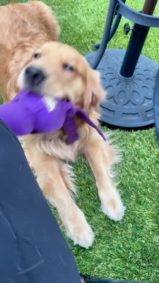 Video review of Clips Animals  by 6772ebfe22c66b3c5b763e94