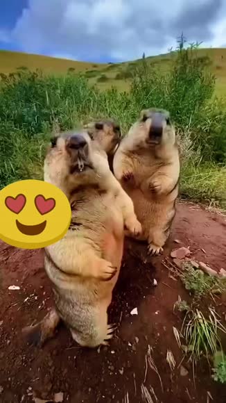 Video review of  Animals  by 6761c6f53b02793614582b1e