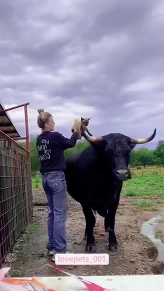 Video review of Clips Animals  by 678c8975eac1ba3a9e0c6df9