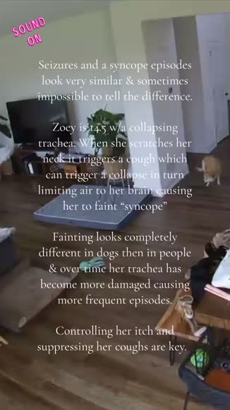 Video review of  Pets & Animals  by 663393687476c99450a1c908