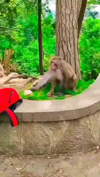 Video review of  Animals  by 675c8751488a0bfe6133a35c