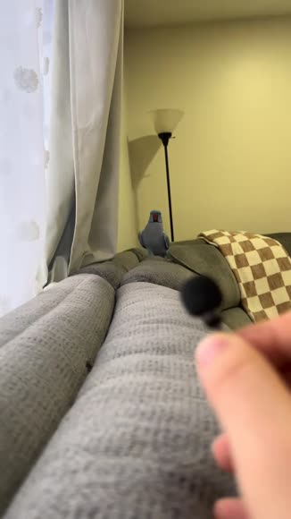 Video review of  Animals  by miguelgudiel75