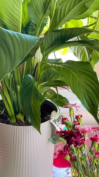 Video review of  Home & Garden  by 676f60cc62aeb456e8b529c5
