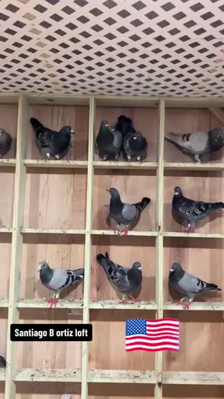 Video review of Clips Animals  by 6787ca41f411c308fe0ab238