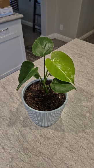 Video review of  Monstera Deliciosa, Split-Leaf Philodendron  by 679435e94b0c536c7b93b05e