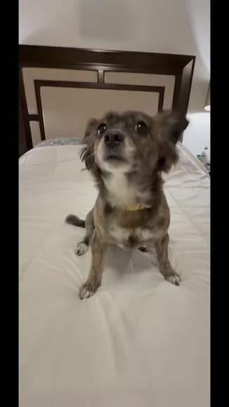 Video review of  Pets & Animals  by pirezalex18