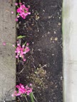 Video review of Water Free Greenery Artificial Pink Gypsophilia (Baby’s Breath) Plant Fake Flowers for Garden Landscaping Home Decor Outdoor Decoration Fake Flowers for Garden Landscaping Home Decor  by 6758e7cd3861669f298d0e53