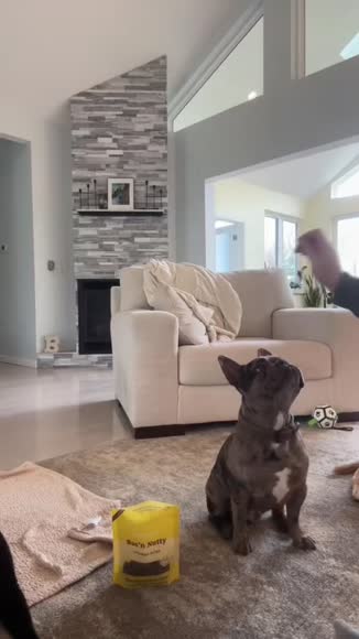 Video review of Clips Animals  by 67c47ddf3d9c75ea8cdc3f81