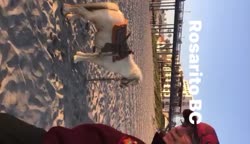 Video review of Clips Animals  by 6788539ea615ebb1d9c38dc1
