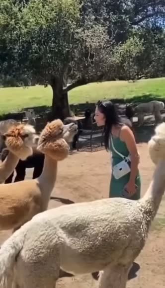 Video review of Clips Animals  by 679d7803a58174b527f54d85
