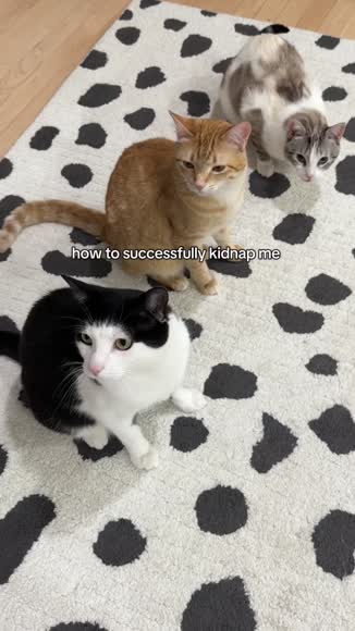 Video review of Clips Animals  by penguinandpepper