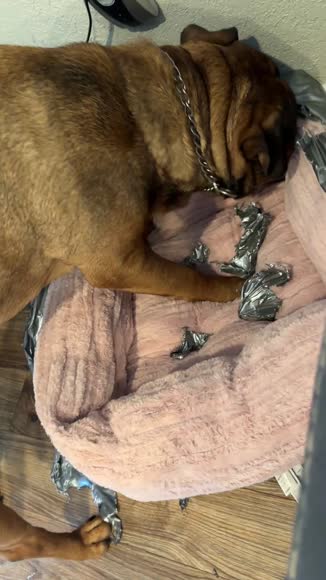 Video review of Precious Tails Reserve Jacquard Cuddler  by 6799919de3a44597e6fa28ba