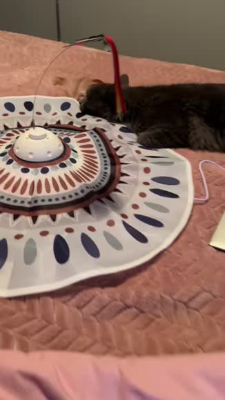 Video review of Clips Animals  by 67886fae8ad6a9a3bdcae19e