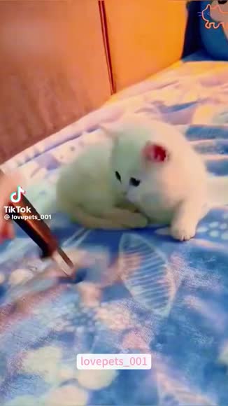 Video review of Clips Animals  by 678157a293f64d6379c048e3