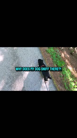 Video review of Clips Animals  by 679e6e739706189571edaaaf