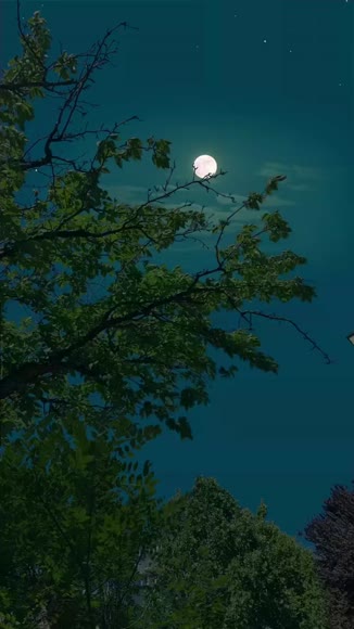 Video review of  Home & Garden  by k94dfpm8qq