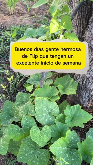 Video review of  Home & Garden  by 678546a0f36b10829f3bc69d