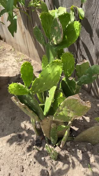 Video review of  Home & Garden  by 678e81012972ef7faa44a8eb