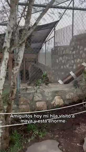 Video review of Clips Animals  by 67c2846064e25b503aa0d726