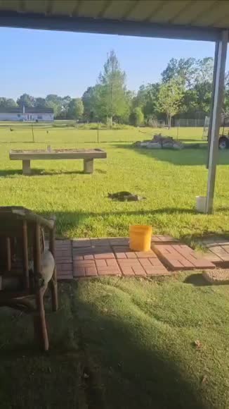 Video review of  Pets & Animals  by 67c71d0c64e25b503af1e99e