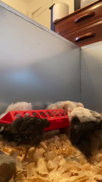 Video review of  Animals  by 67e6a2afb2edd6b892c73b48