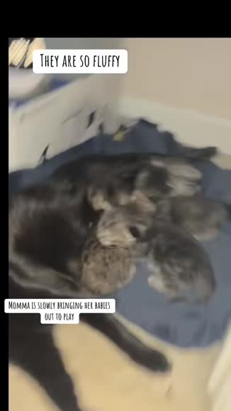 Video review of Clips Animals  by 67886fae8ad6a9a3bdcae19e