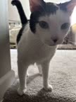 Video review of Clips Pets & Animals  by 6796500dbd5d0b1b2678ab5e