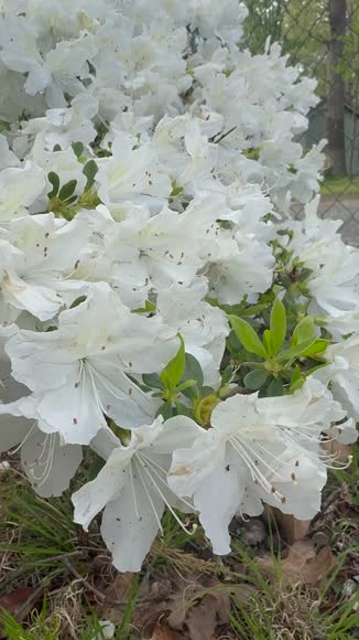 Video review of  Home & Garden  by 6766092126c867fcb1e507d0