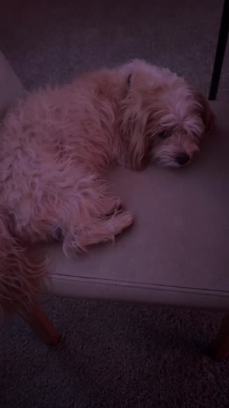 Video review of Waloo Products Waloo White Leopard Luxury Pet Blanket – Ultra-Soft, Cozy Comfort for Your Furry Friend  by 678326adf191e471c04a4bc7