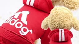 Video review of Dog Hugs Cat Cozy & Stylish Four-Legged Pet Clothes For Autumn And Winter  by 678f2488ae825b30d8973b88
