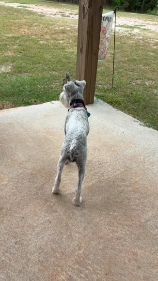 Video review of  Pets & Animals  by danicasouthern33