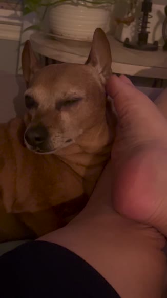 Video review of  Pets & Animals  by 673985e05121518283b16460